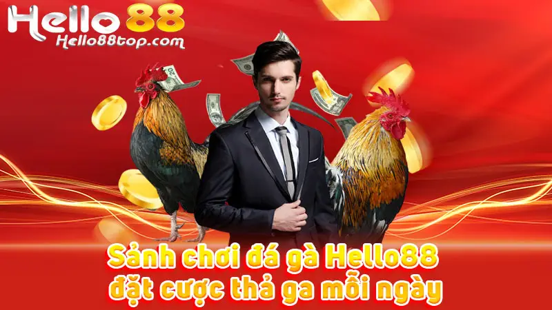 Sảnh chơi đá gà Hello88 đặt cược thả ga mỗi ngày