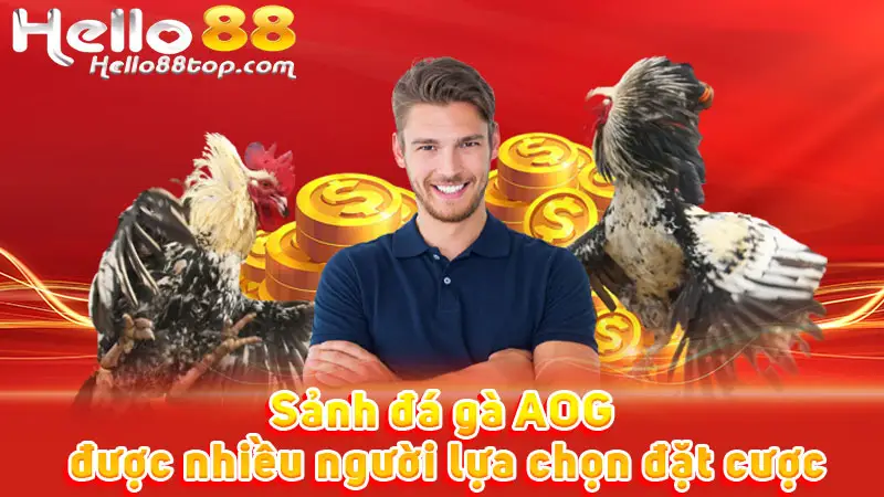 Sảnh đá gà AOG được nhiều người lựa chọn đặt cược