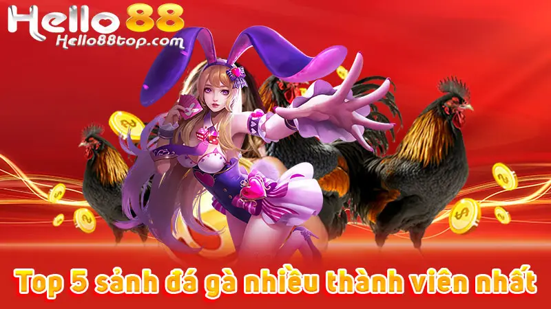 Top 5 sảnh đá gà nhiều thành viên nhất