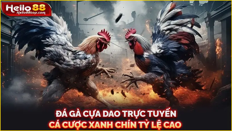 Đá gà cựa dao trực tuyến - Cá cược xanh chín tỷ lệ cao