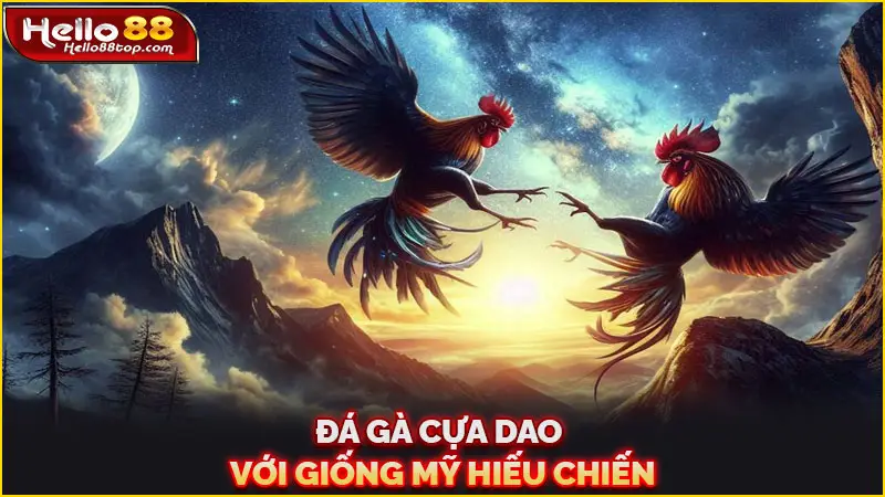 Đá gà cựa dao với giống Mỹ hiếu chiến