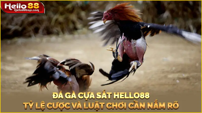 Đá gà cựa sắt Hello88 - Tỷ lệ cược và luật chơi cần nắm rõ