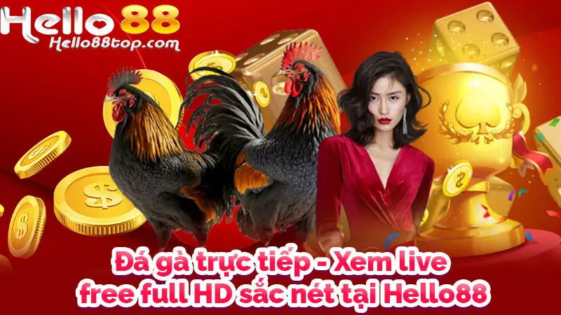 Đá gà trực tiếp - Xem live free full HD sắc nét tại Hello88