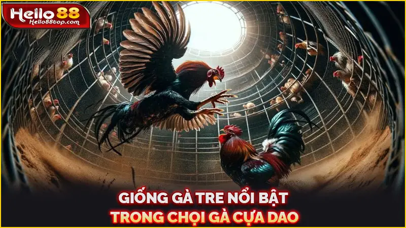 Giống gà tre nổi bật trong chọi gà cựa dao
