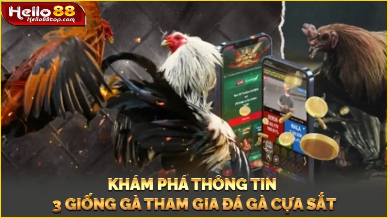 Khám phá thông tin 3 giống gà tham gia đá gà cựa sắt
