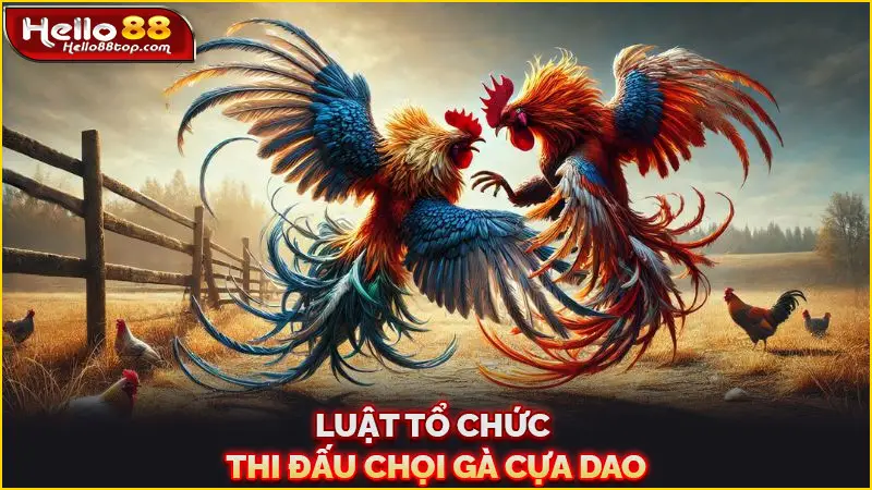 Luật tổ chức thi đấu chọi gà cựa dao