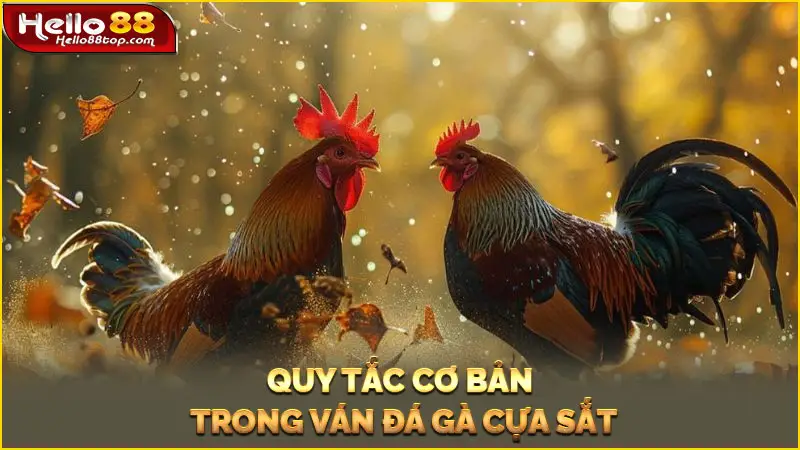 Quy tắc cơ bản trong ván đá gà cựa sắt