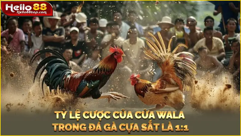 Tỷ lệ cược của cửa Wala trong đá gà cựa sắt là 1:1