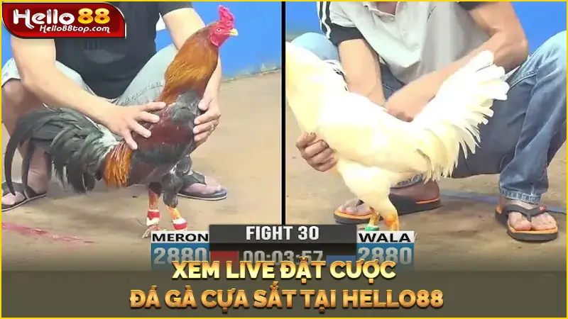 Xem live đặt cược đá gà cựa sắt tại Hello88